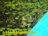 /home//u458753944/public_html/sourcegallery//Frogs/Bullfrogs 2016-08 Ontario/P8140099.JPG